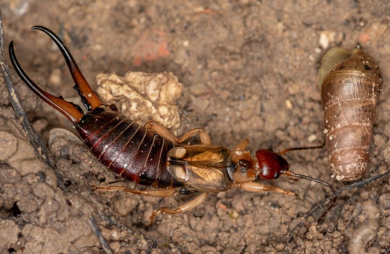 Earwigs And Other Hiding Critters In Pots Earwigs And Other Hiding Critters In Pots
