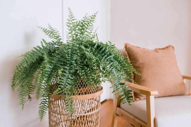 Ease Ferns Indoors Over One To Two Weeks Ease Ferns Indoors Over One To Two Weeks