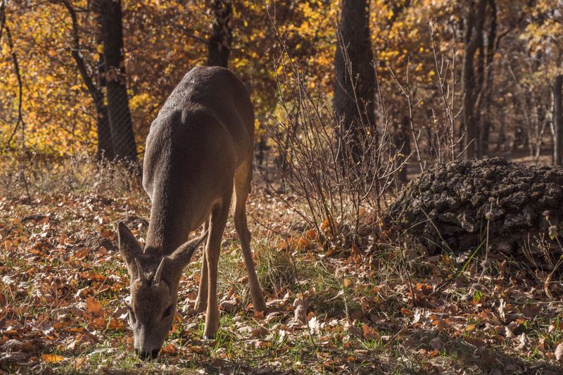 Easier Deer Permit Transfers Could Boost The Harvest