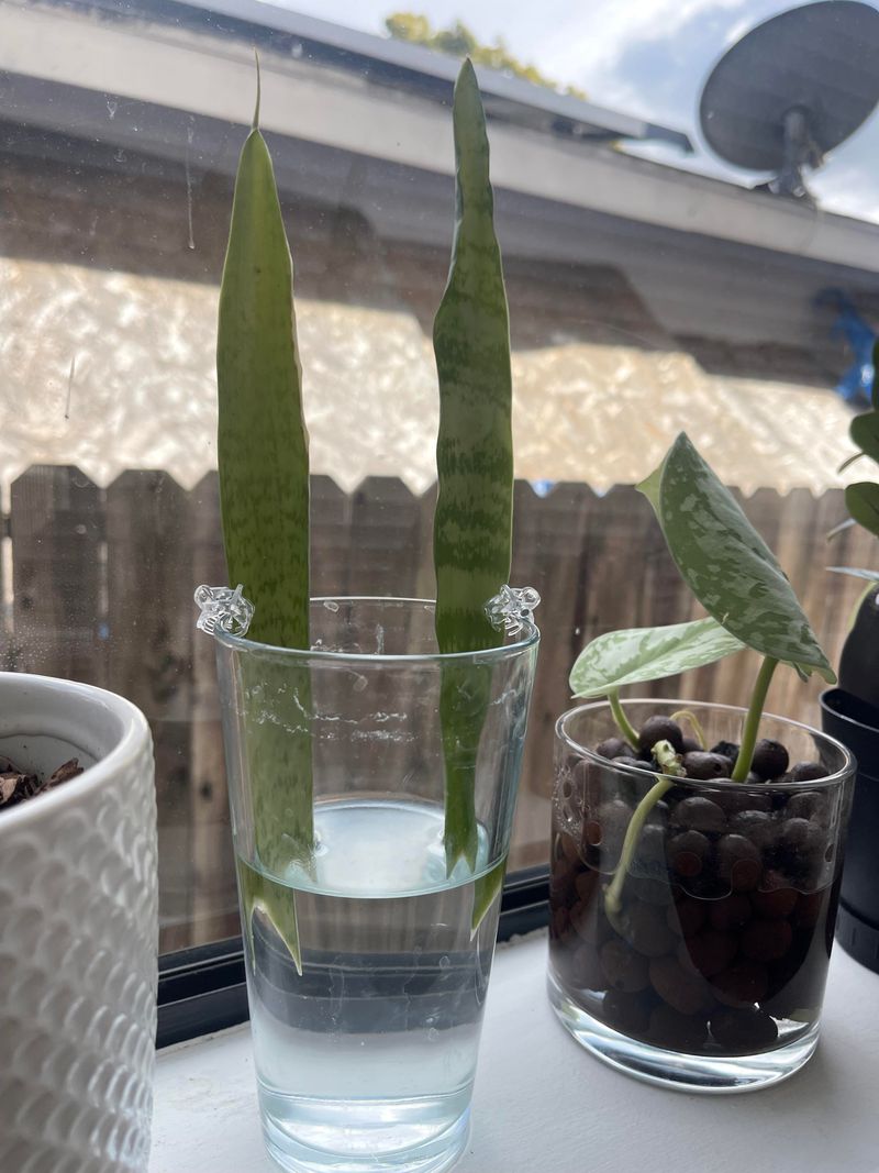 East Or West Windows Give Snake Plant Cuttings The Light They Crave East Or West Windows Give Snake Plant Cuttings The Light They Crave