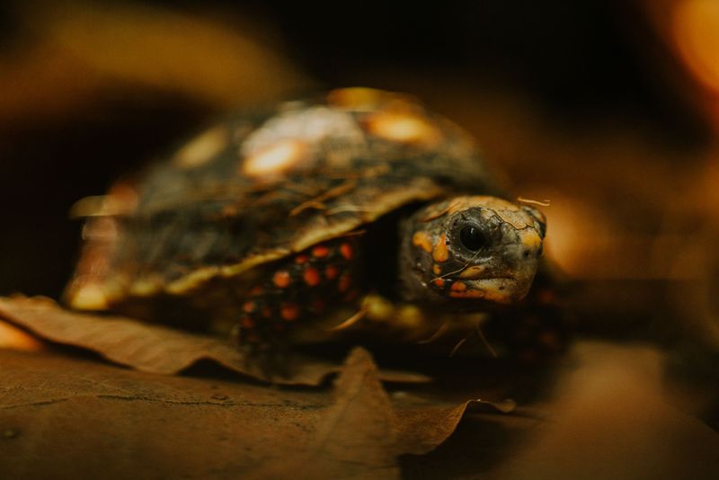 Eastern Box Turtles Digging In For The Season