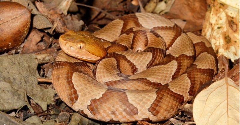Eastern Copperhead Hiding In The Leaves