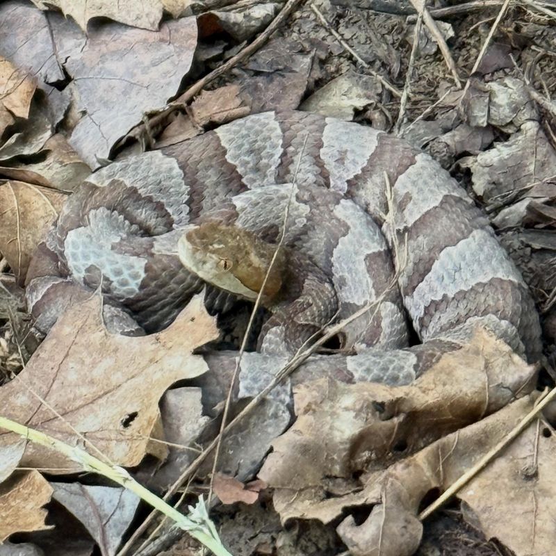 Eastern Copperhead