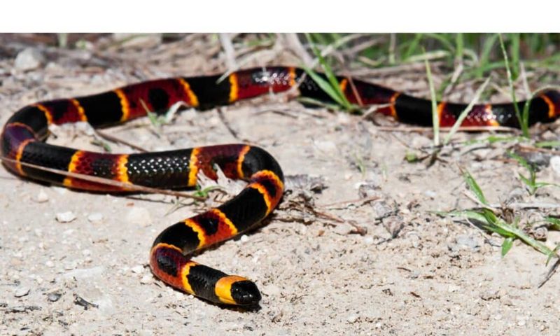 Eastern Coral Snake, Florida’s Only Non-Pit Viper Venomous Snake Eastern Coral Snake, Florida’s Only Non-Pit Viper Venomous Snake