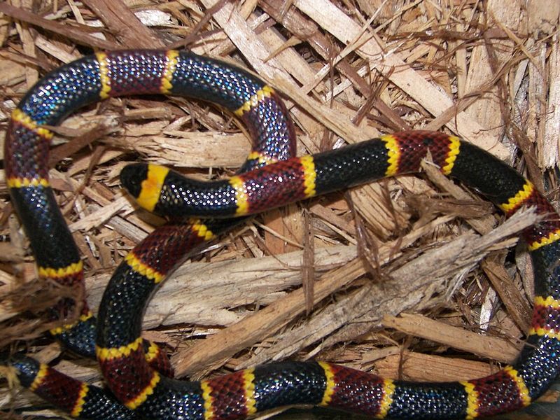 Eastern Coral Snakes Slip Through Sandy Pine Woods Eastern Coral Snakes Slip Through Sandy Pine Woods
