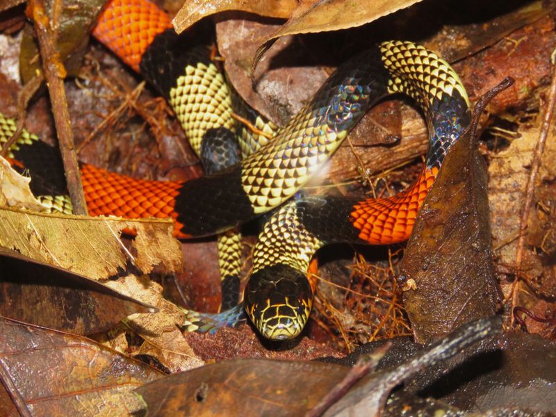 Eastern Coral Snakes Under Garden Debris