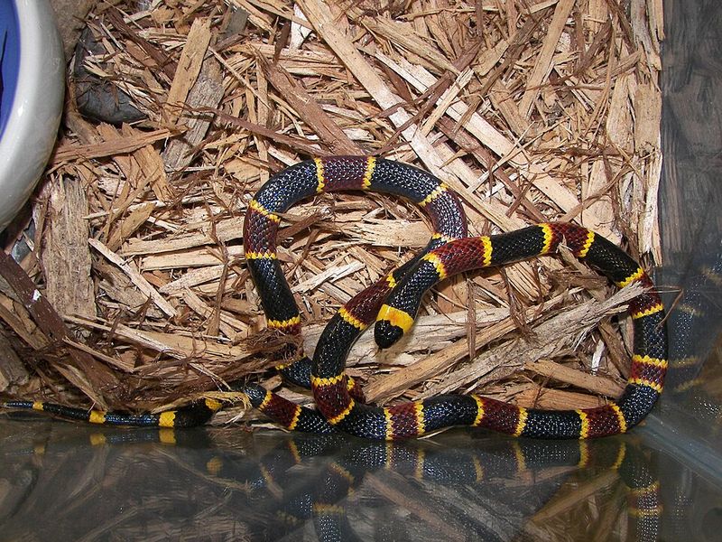 Eastern Coral Snakes Under The Mulch Eastern Coral Snakes Under The Mulch