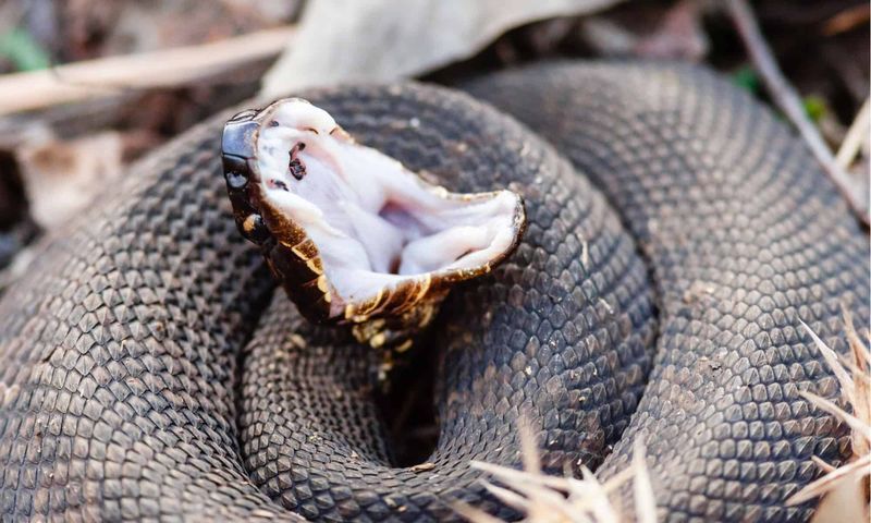 Eastern Cottonmouth Guarding The Swamps