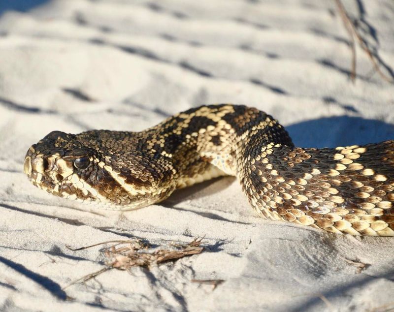 Eastern Diamondback Rattlesnake, Florida’s Largest Venomous Snake Eastern Diamondback Rattlesnake, Florida’s Largest Venomous Snake