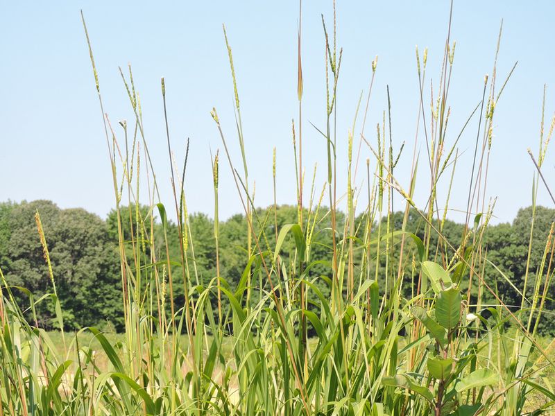 Eastern Gamagrass