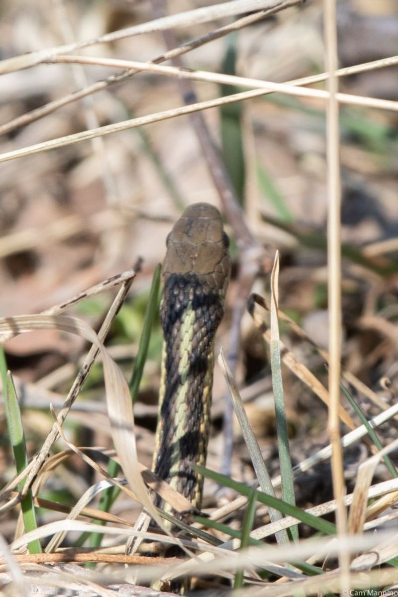 Eastern Garter Snakes Hunting For A Warm Hideout