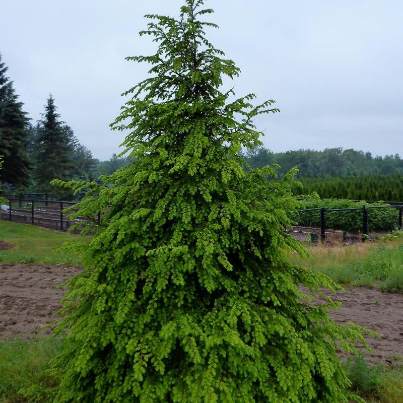 Eastern Hemlock Is Native, But Check For Woolly Adelgid Eastern Hemlock Is Native, But Check For Woolly Adelgid