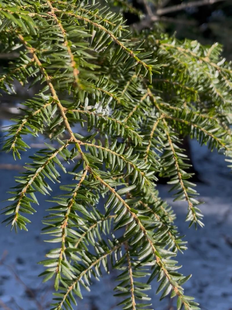 Eastern Hemlock, Our State Tree Under Pressure Eastern Hemlock, Our State Tree Under Pressure
