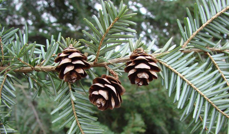 Eastern Hemlock Eastern Hemlock
