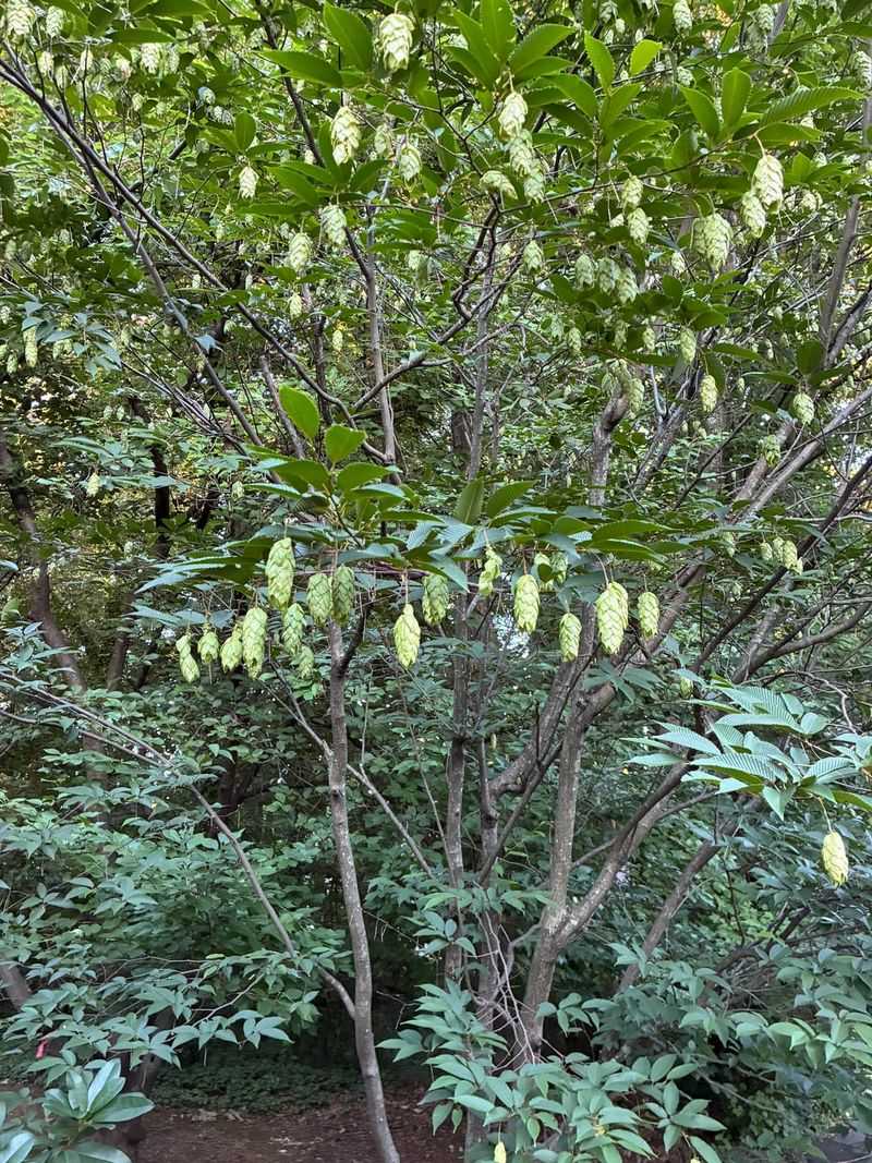 Eastern Hophornbeam For Tough, Compact Shade Eastern Hophornbeam For Tough, Compact Shade