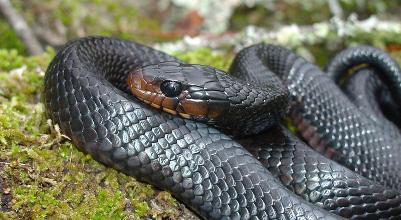 Eastern Indigo Snakes Passing Through Eastern Indigo Snakes Passing Through