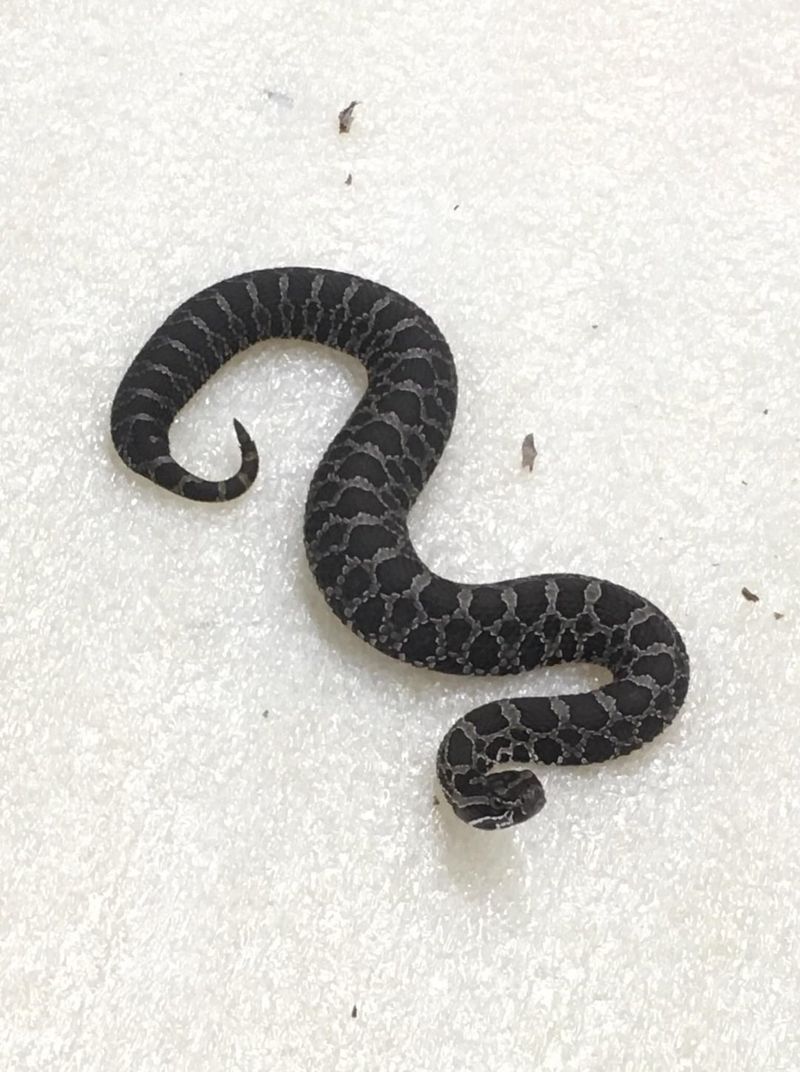 Eastern Massasauga, A Rare And Endangered Rattler Eastern Massasauga, A Rare And Endangered Rattler