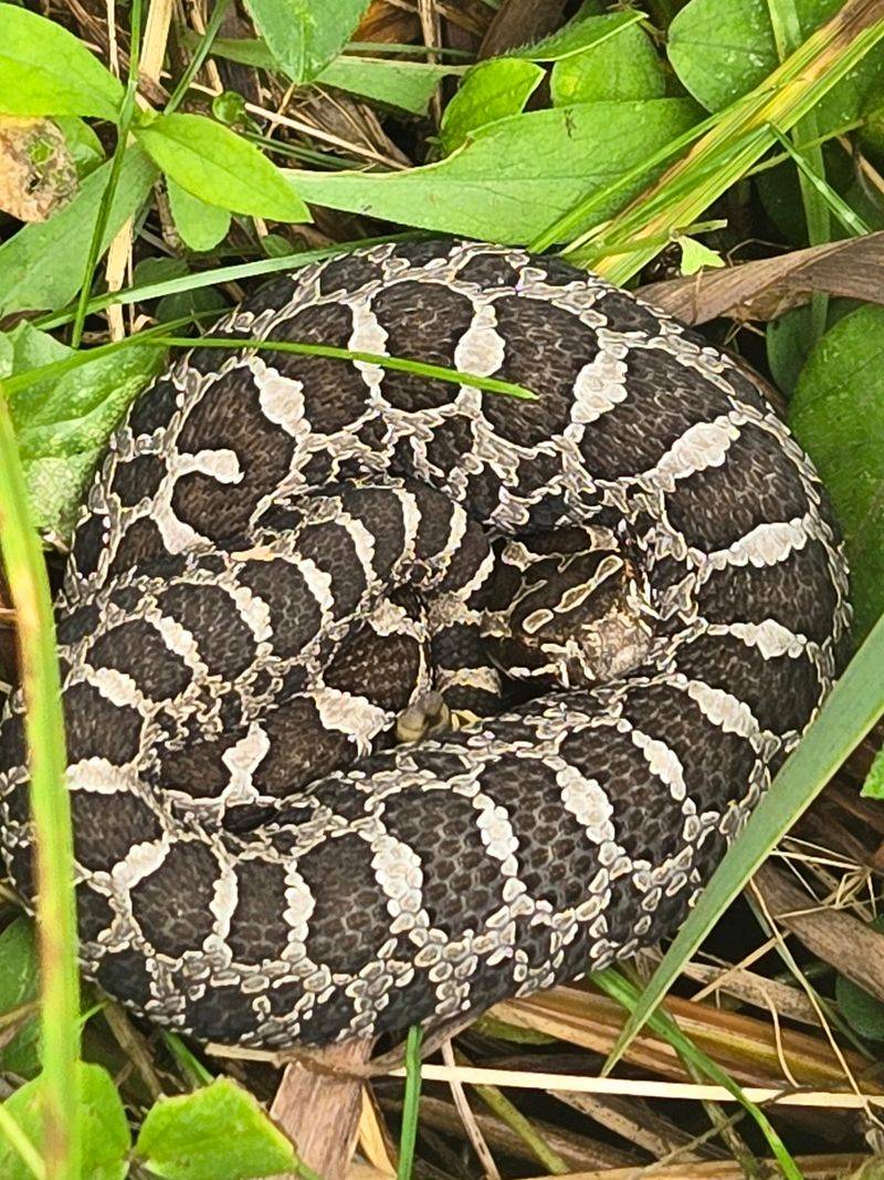 Eastern Massasaugas Near Northern Indiana Wetlands