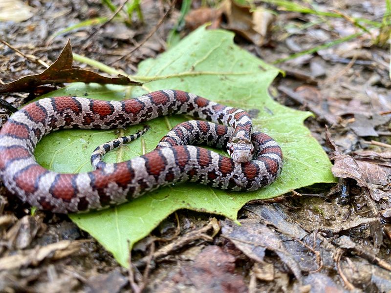 Eastern Milksnakes Turn Up Around Homes Too Eastern Milksnakes Turn Up Around Homes Too