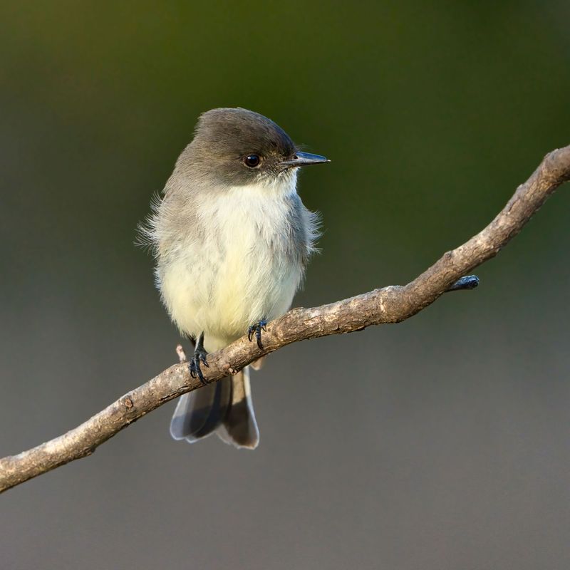 Eastern Phoebes Return For The Winter Eastern Phoebes Return For The Winter