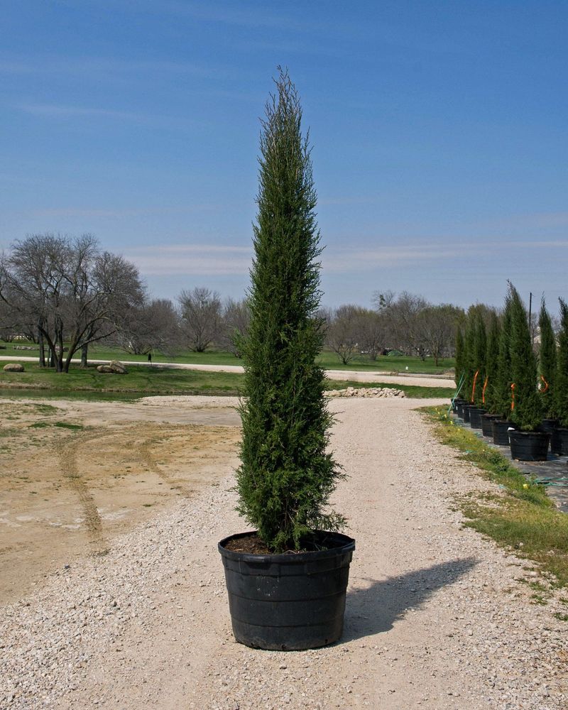 Eastern Red Cedar Eastern Red Cedar