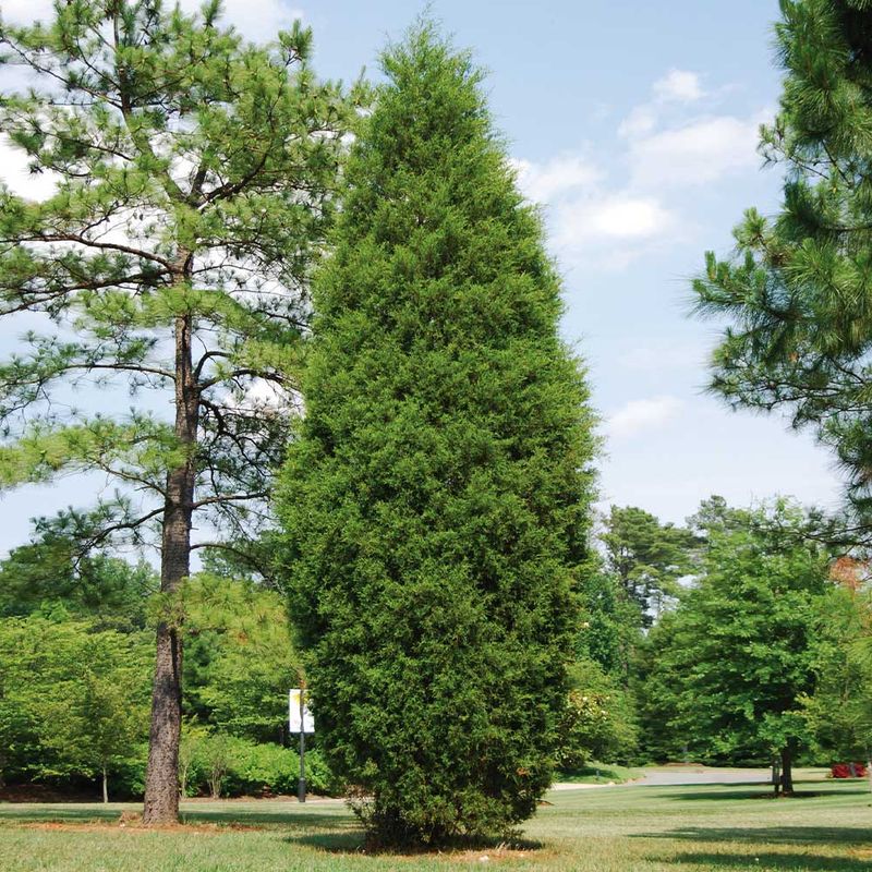 Eastern Red Cedar Blocks Gusts Year-Round