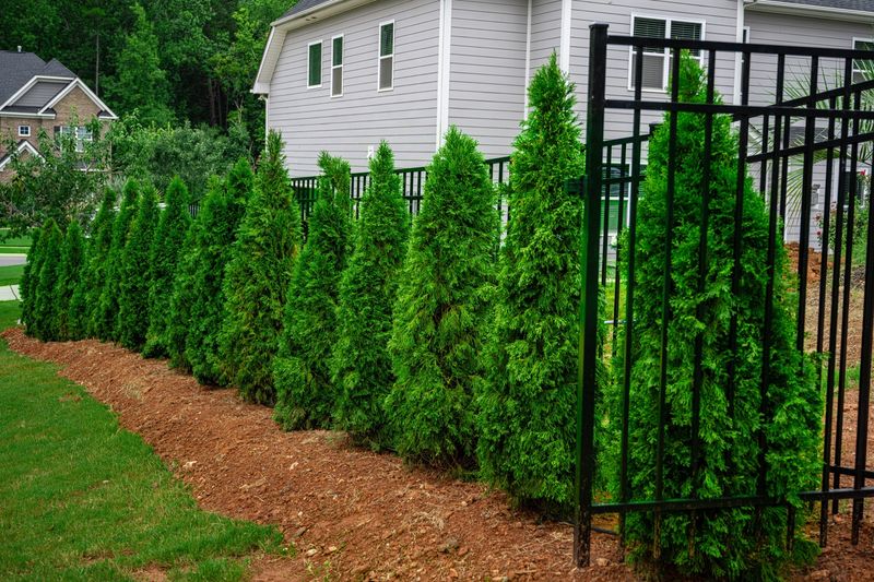 Eastern Red Cedar Is Ohio's Most Common Evergreen Eastern Red Cedar Is Ohio's Most Common Evergreen