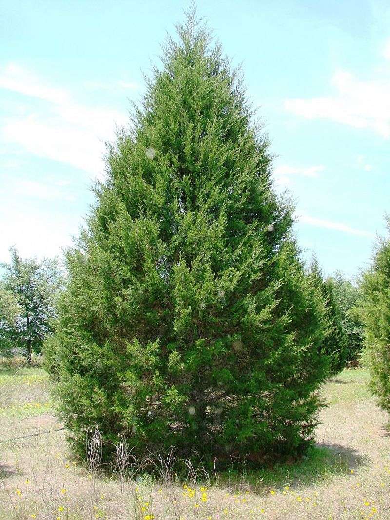 Eastern Red Cedar Works Well Where A Taller Screen Is Needed
