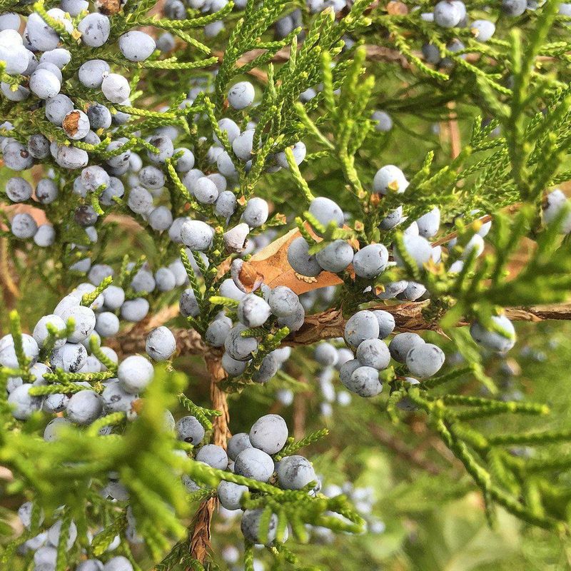 Eastern Red Cedar's Bluish Cones Draw Bluebirds And Other Birds