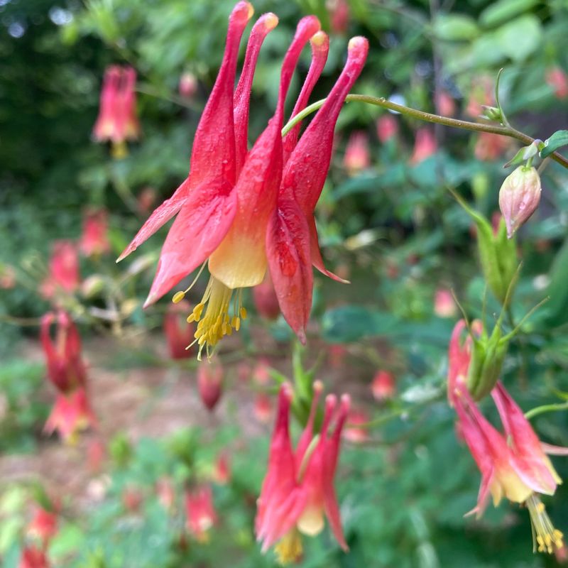 Eastern Red Columbine Brings Red And Yellow Blooms In Spring Eastern Red Columbine Brings Red And Yellow Blooms In Spring