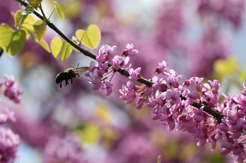Eastern Redbud Brings Bright Color In Early Spring Eastern Redbud Brings Bright Color In Early Spring