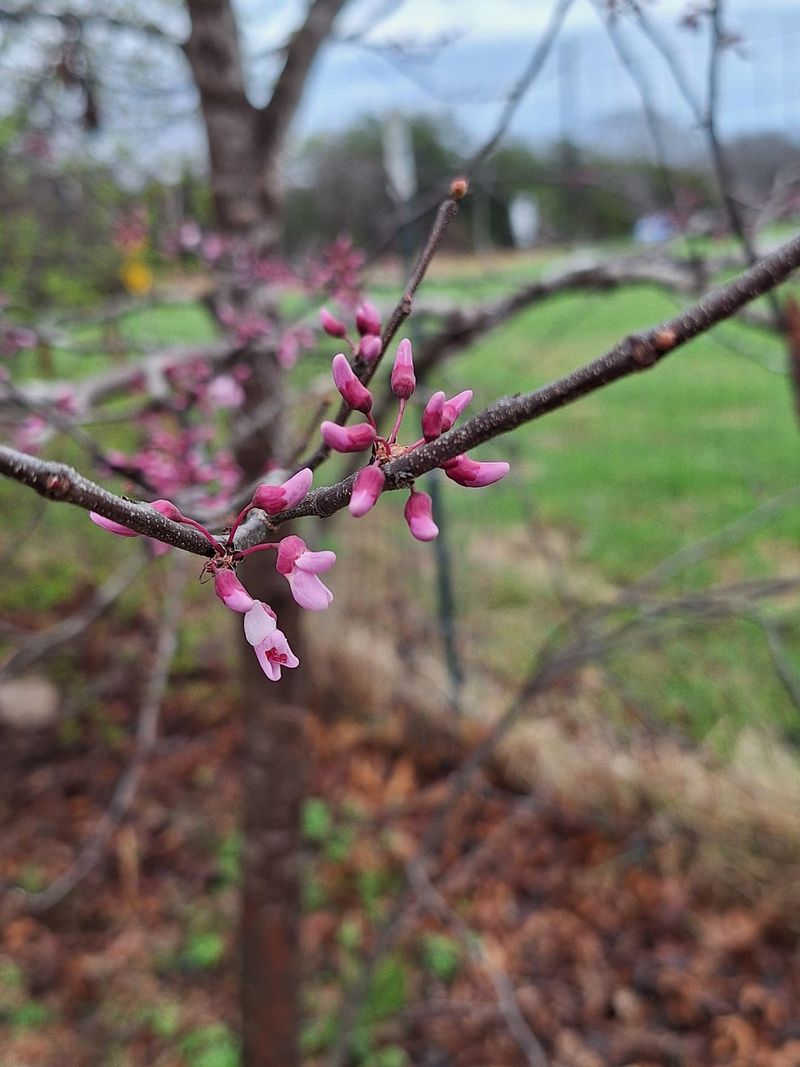 Eastern Redbud For Bright Pink Early Color Eastern Redbud For Bright Pink Early Color