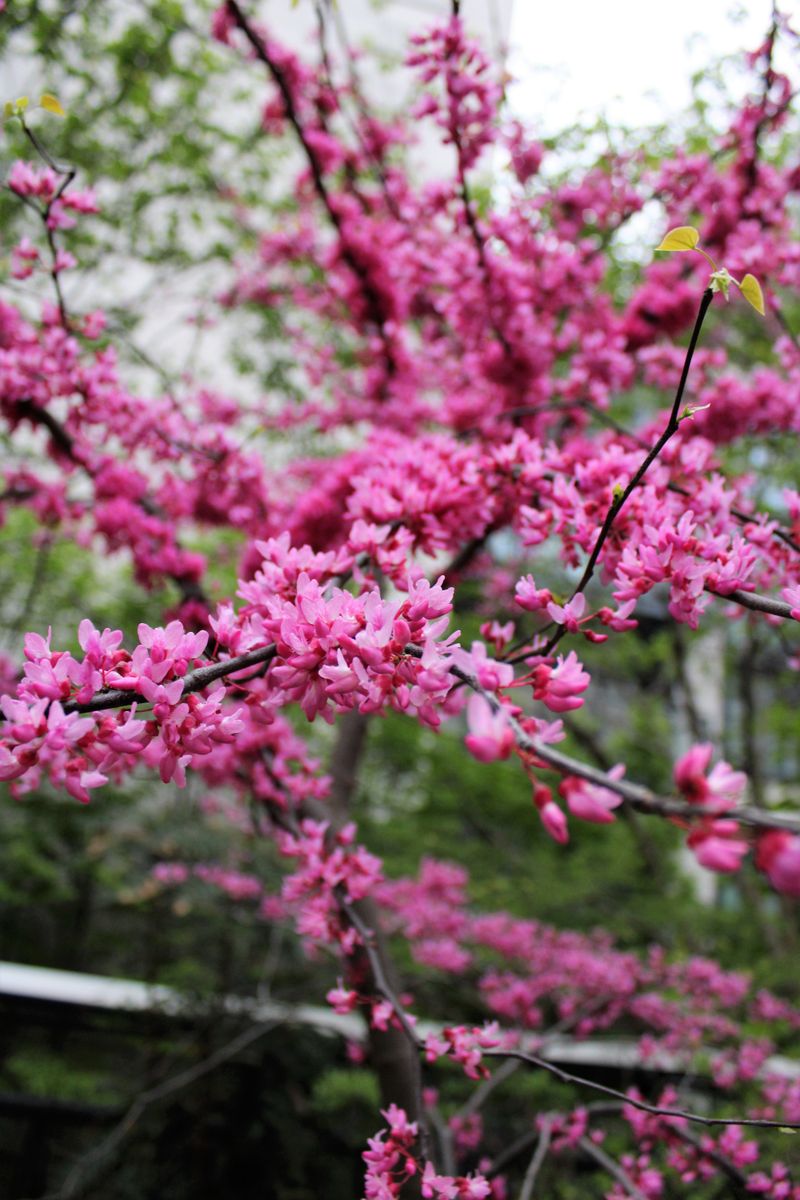 Eastern Redbud Delivers A Spring Surprise
