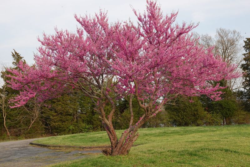 Eastern Redbud Paints Bare Branches Pink Before Leaves Even Appear Eastern Redbud Paints Bare Branches Pink Before Leaves Even Appear