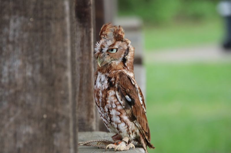 Eastern Screech-Owls Are The Likeliest Backyard Tenants Eastern Screech-Owls Are The Likeliest Backyard Tenants