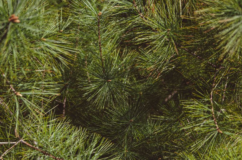 Eastern White Pine Stays Green All Year