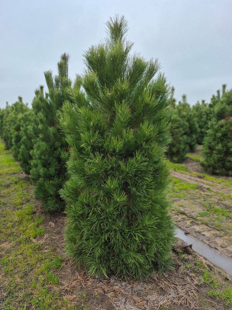 Eastern White Pine Makes A Year-Round Screen Eastern White Pine Makes A Year-Round Screen