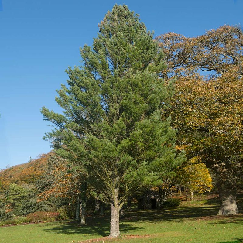 Eastern White Pine Stays Green All Year
