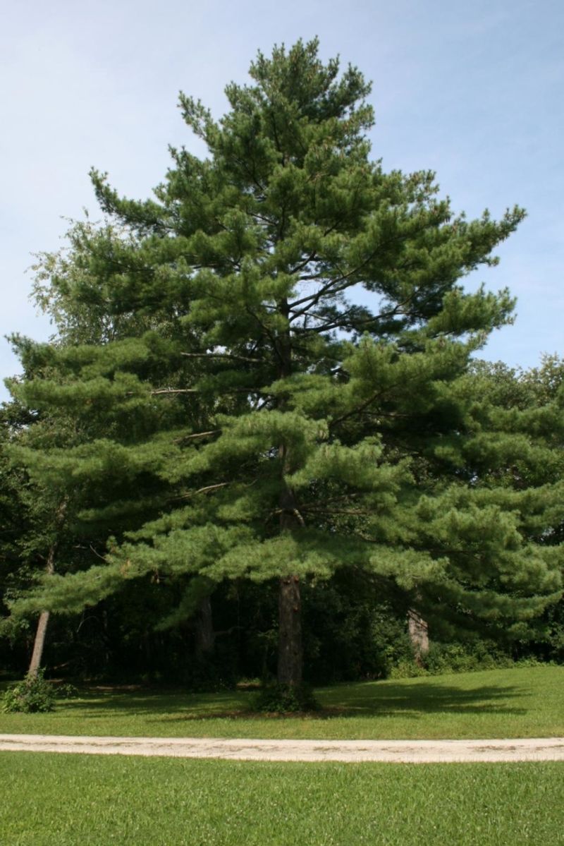 Eastern White Pine
