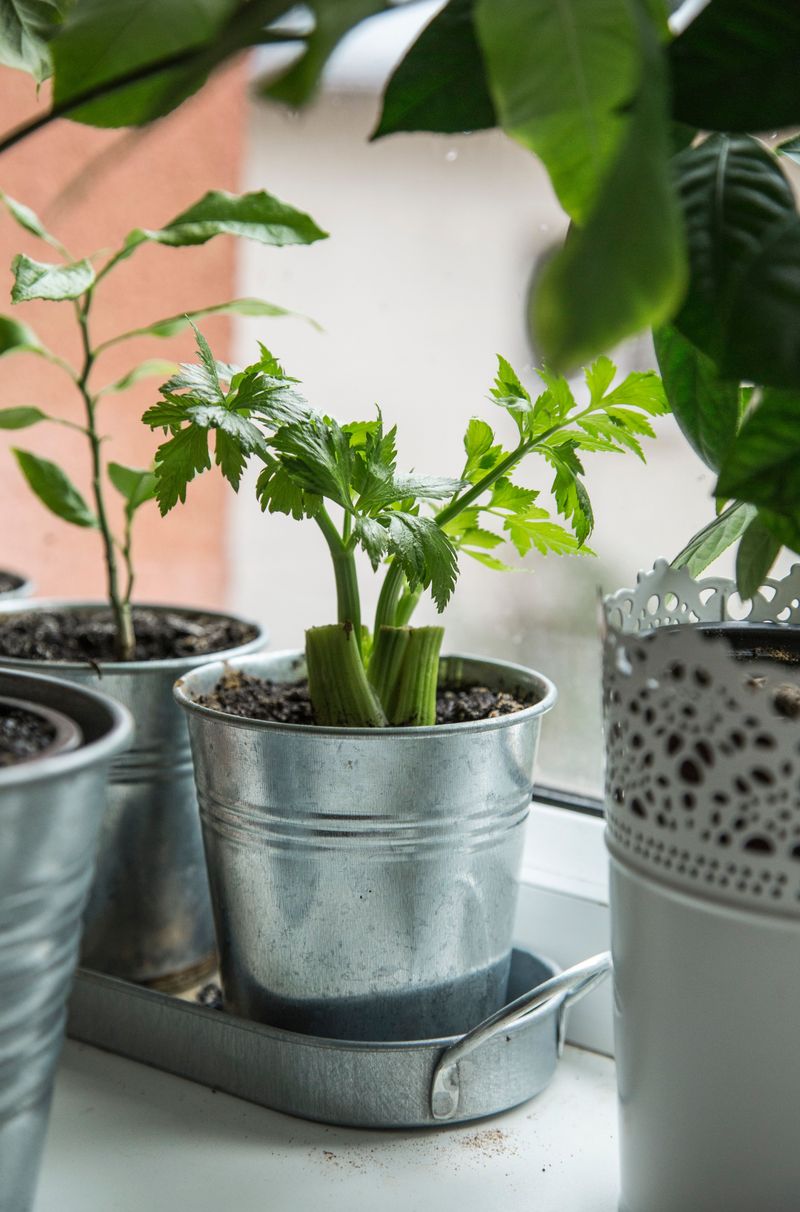 Easy, Affordable Healthy Eating, Stalk By Stalk