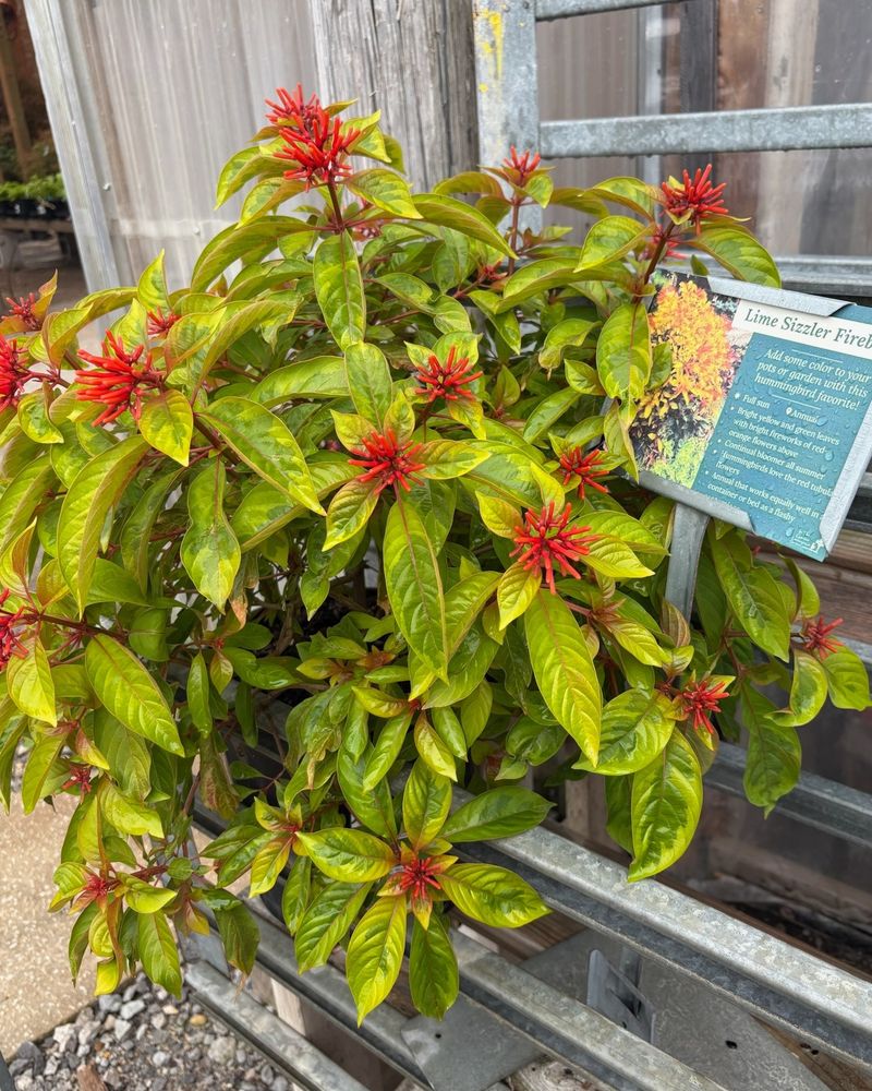 Easy Care And Planting