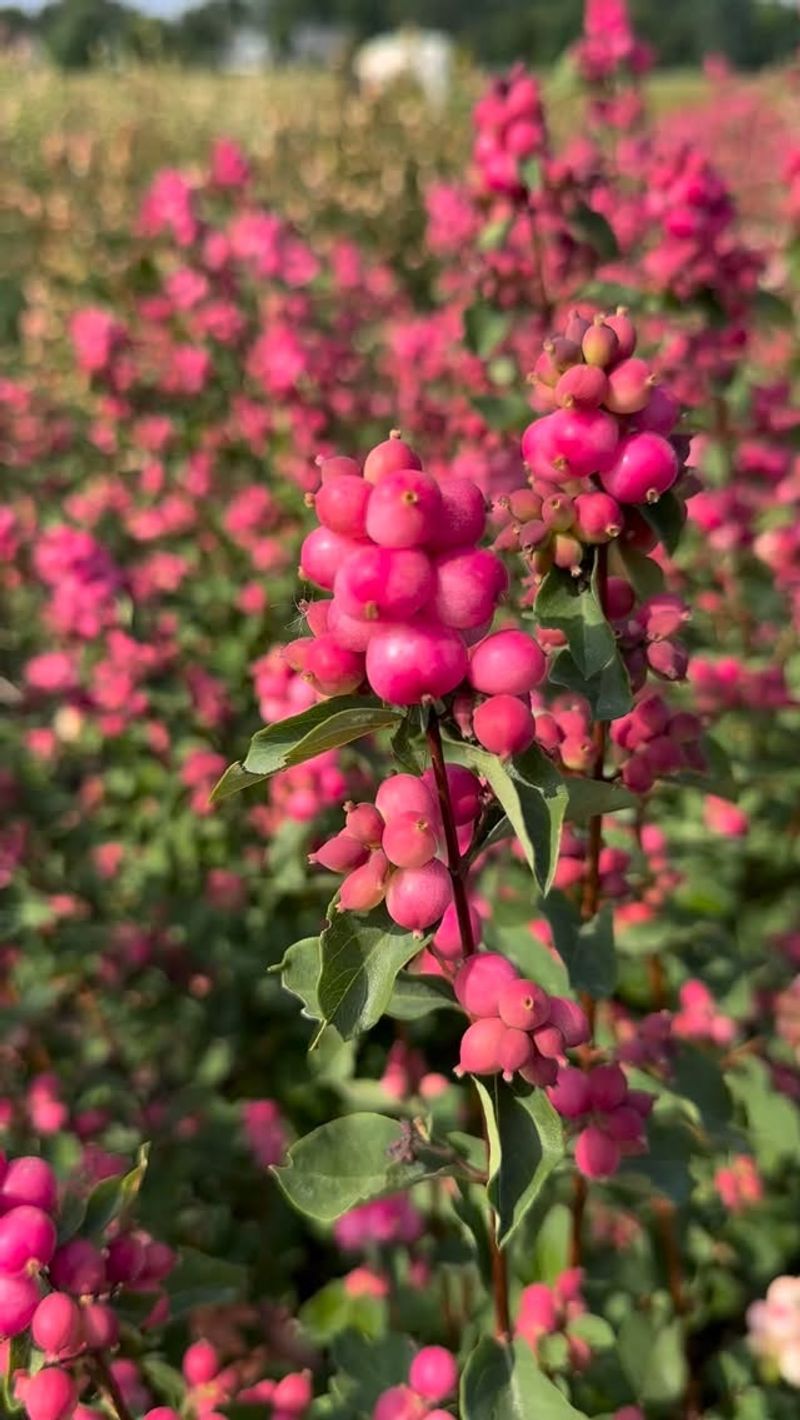 Easy Care For Wildlife Gardens
