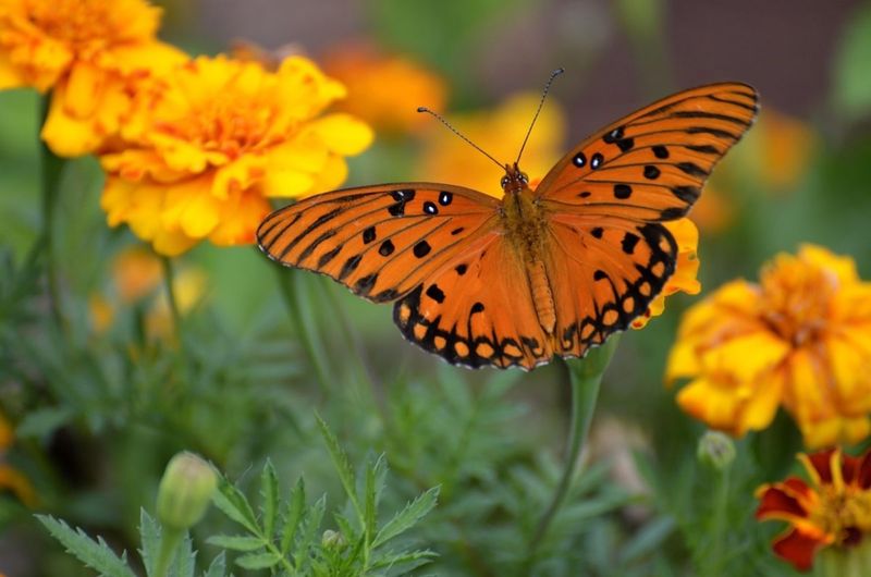 Easy Habitat Tips For Every Gardener Easy Habitat Tips For Every Gardener