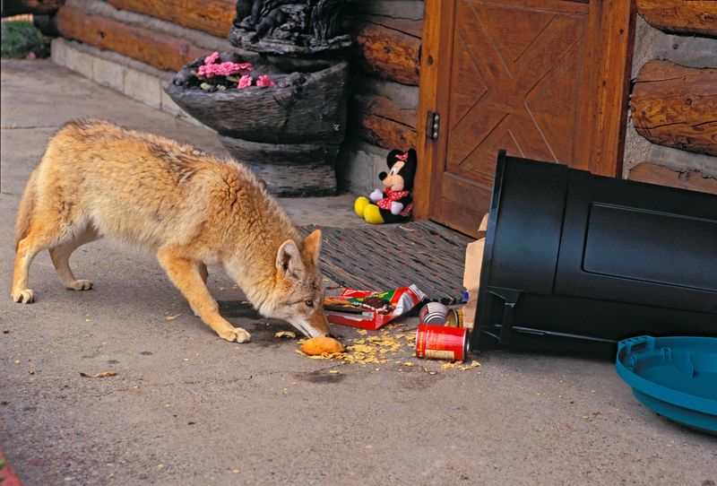 Easy Meals From Pet Food And Trash