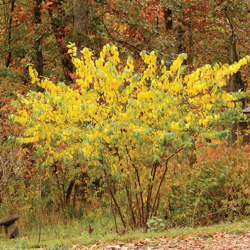 Easy To Grow In Shady Spots Easy To Grow In Shady Spots