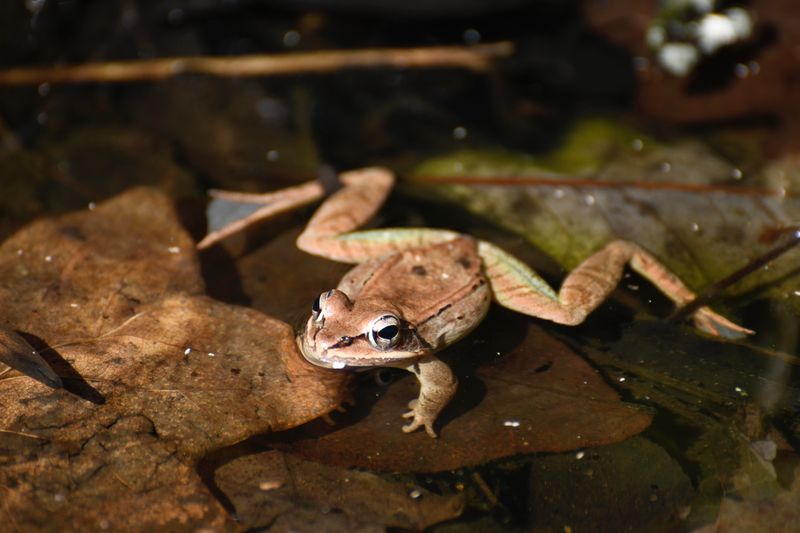Easy Ways To Help Wood Frogs Thrive