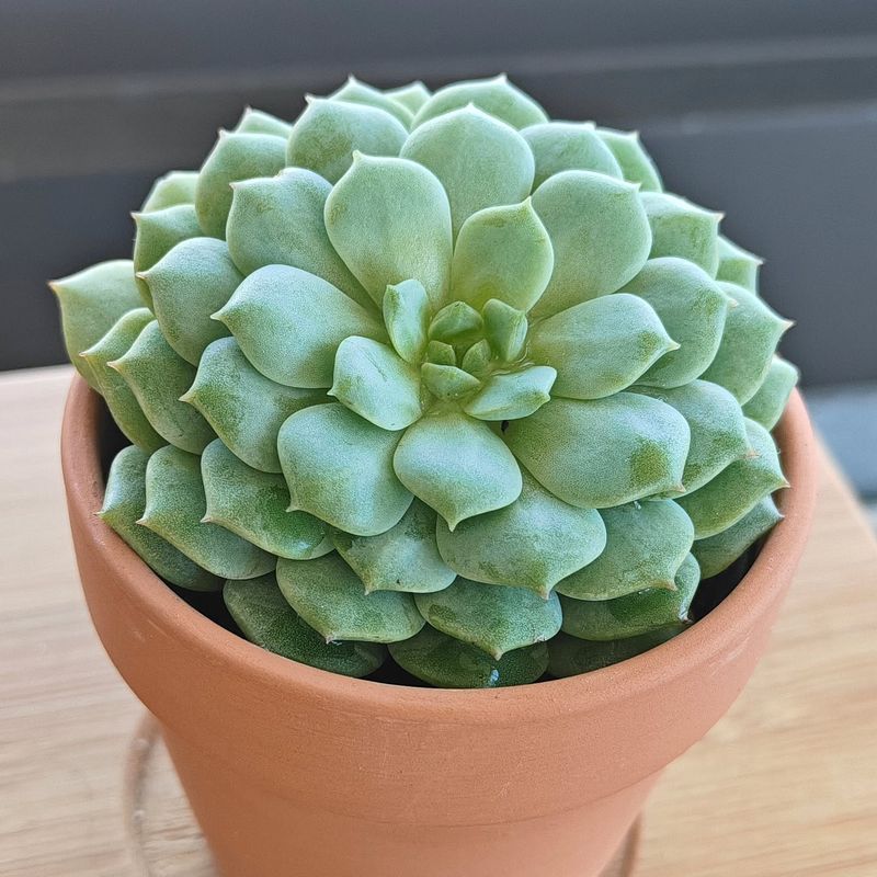 Echeveria And Other Rosette Succulents Echeveria And Other Rosette Succulents