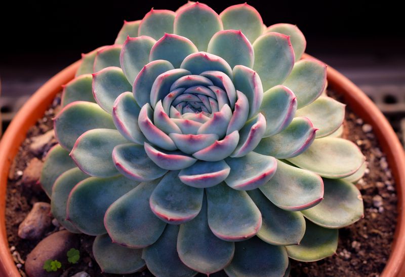 Echeveria Shaped As Tidy Rosettes Echeveria Shaped As Tidy Rosettes