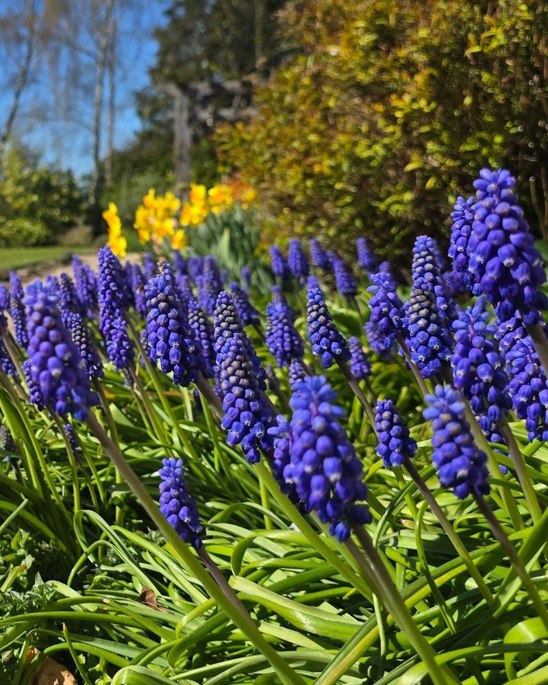 Edge A Path With Grape Hyacinth For Spots Of Deep Blue Edge A Path With Grape Hyacinth For Spots Of Deep Blue