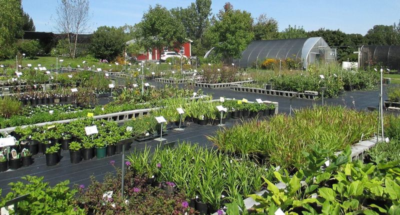 Edge Of The Woods Native Plant Nursery In Orefield